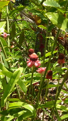 Etlingera elatior