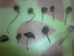 Panaeolus papilionaceus