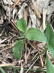 Peristylus goodyeroides