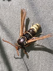 Paranthrene robiniae