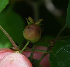 Crataegus flabellata