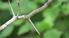Crataegus flabellata