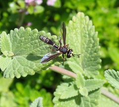Physocephala marginata
