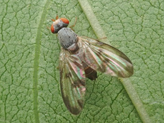 Palloptera umbellatarum