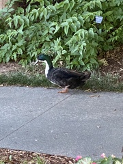 Anas platyrhynchos domesticus