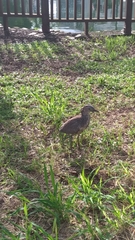 Gorsachius melanolophus