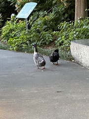 Anas platyrhynchos domesticus