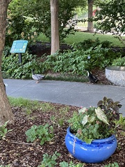 Anas platyrhynchos domesticus