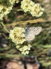 Euphilotes ancilla