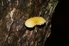 Pluteus hubregtseorum