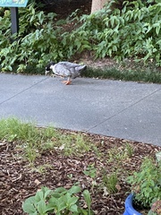 Anas platyrhynchos domesticus