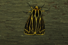 Apantesis virguncula