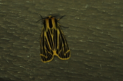 Apantesis virguncula