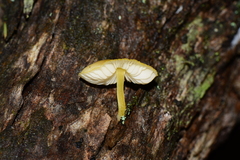 Pluteus hubregtseorum