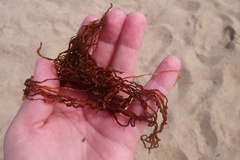Pseudochordaceae