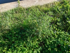 Carrichtera annua