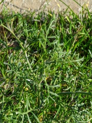 Carrichtera annua