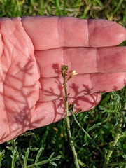Carrichtera annua
