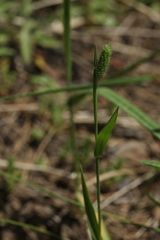 Phleum pratense nodosum
