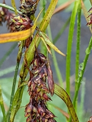Carex magellanica