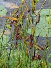 Carex magellanica