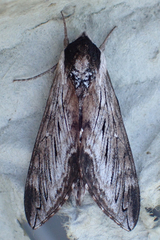 Sphinx poecila