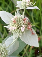 Pycnanthemum setosum