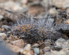Copiapoa humilis