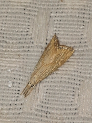 Haimbachia placidellus