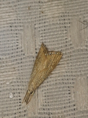 Haimbachia placidellus