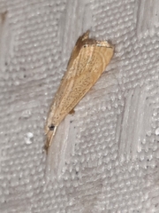 Haimbachia placidellus