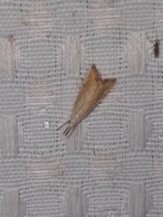 Haimbachia placidellus