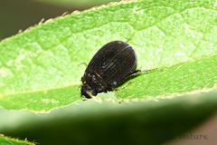 Maladera orientalis