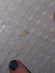 Haimbachia placidellus