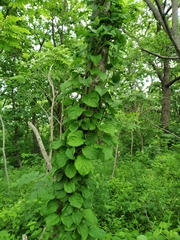 Celastrus flagellaris