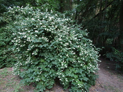 Philadelphus incanus