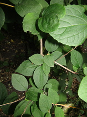 Philadelphus incanus