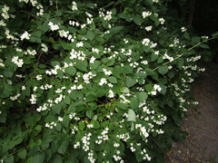 Philadelphus incanus