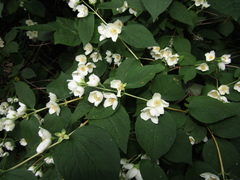 Philadelphus incanus