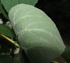 Philadelphus incanus