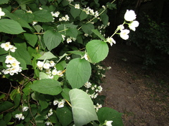 Philadelphus incanus