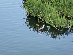 Nycticorax nycticorax