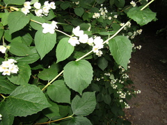Philadelphus incanus