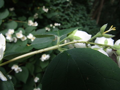 Philadelphus incanus