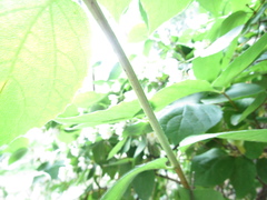 Philadelphus incanus