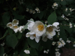 Philadelphus incanus