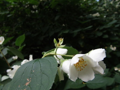Philadelphus incanus