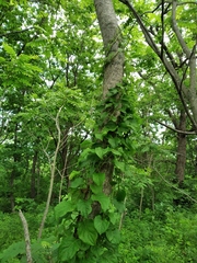 Celastrus flagellaris