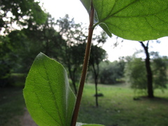 Philadelphus incanus