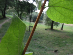 Philadelphus incanus